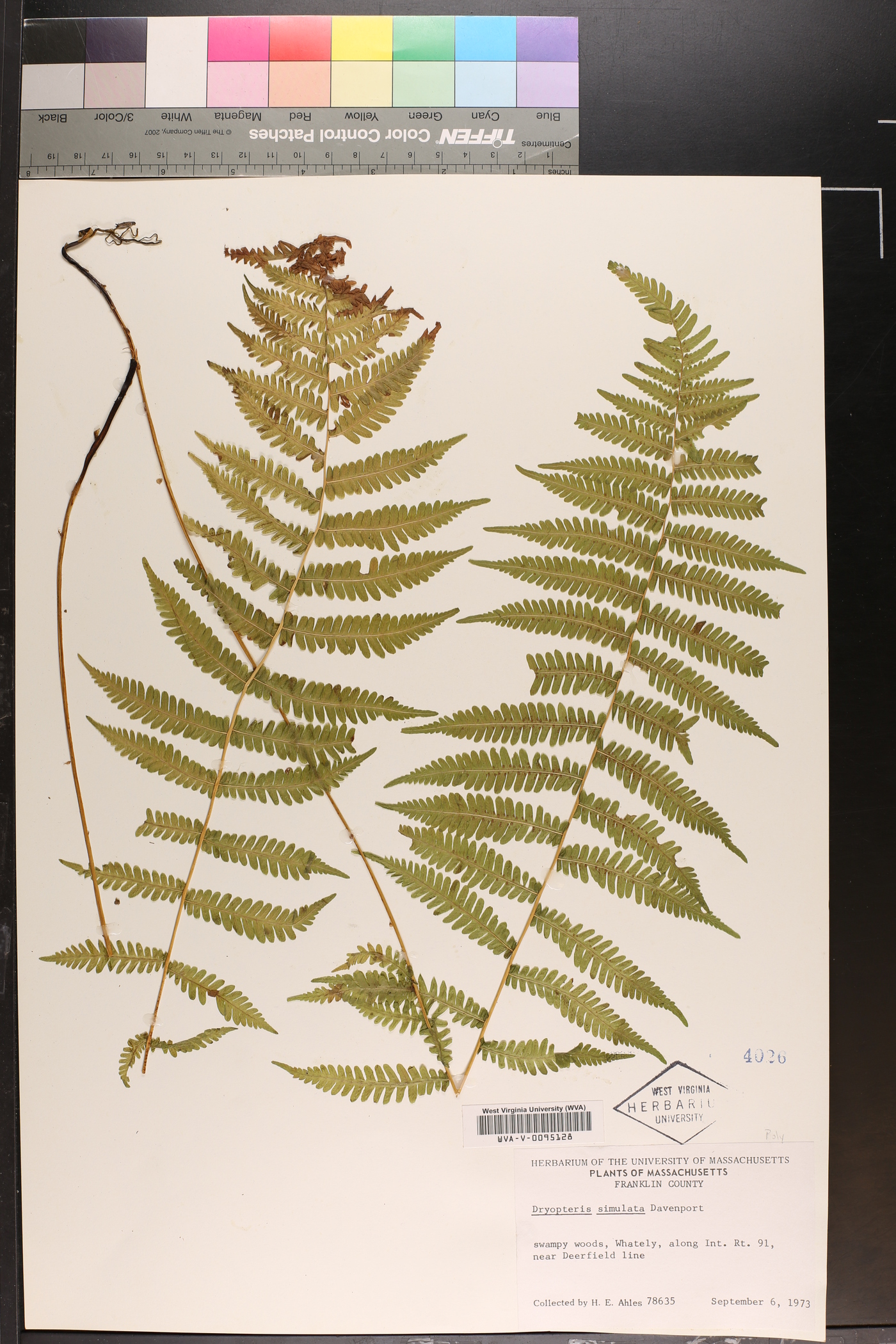 Dryopteris simulata image