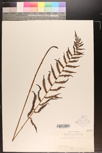 Parathelypteris japonica image