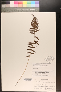 Coryphopteris nipponica image