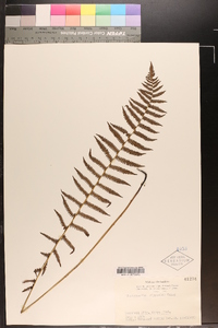 Coryphopteris nipponica image