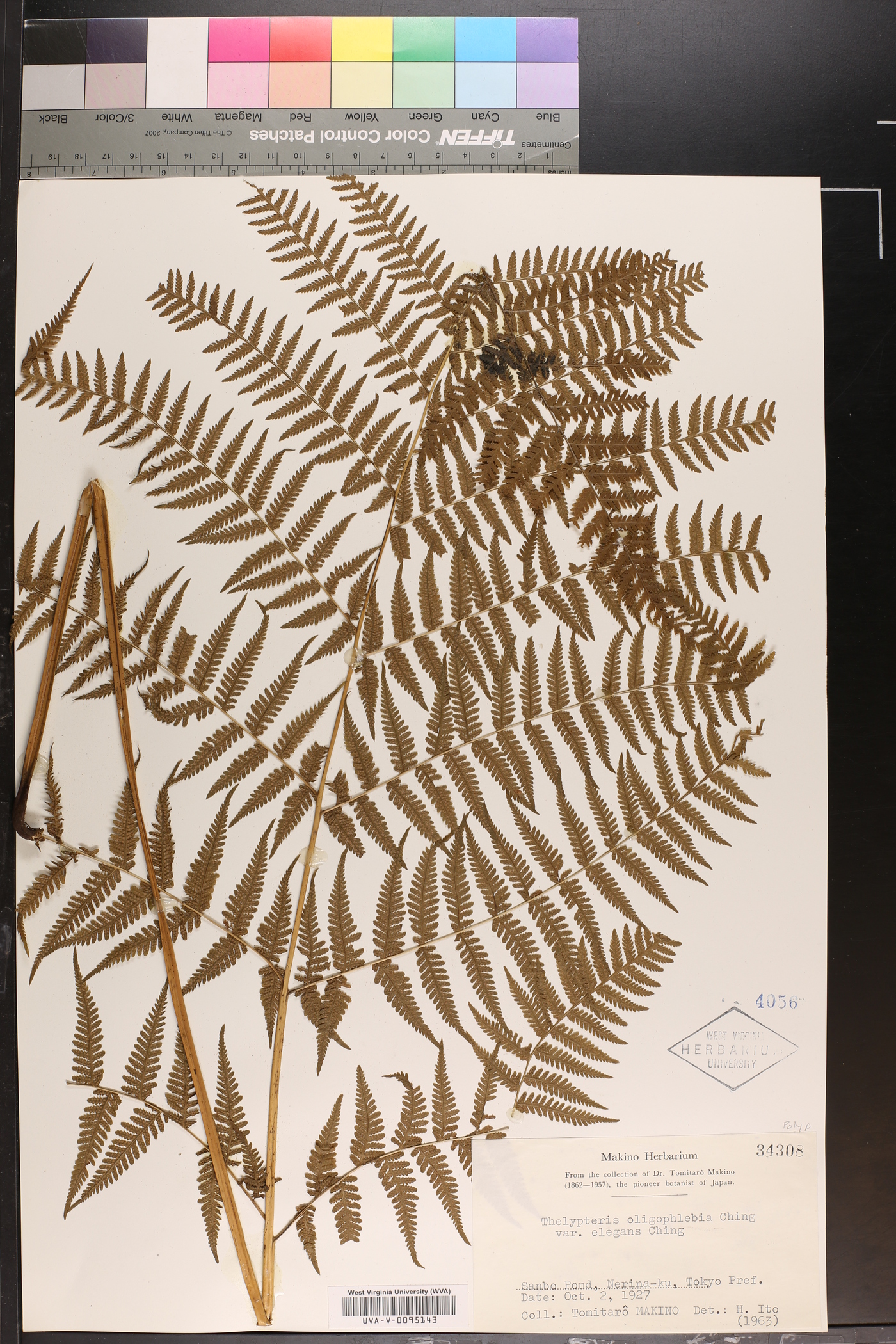 Macrothelypteris oligophlebia image
