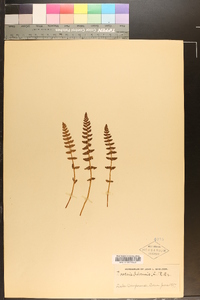 Woodsia ilvensis image