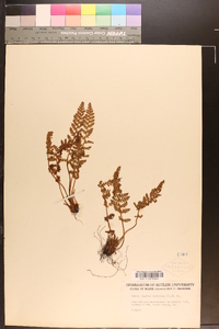 Woodsia ilvensis image