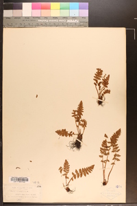 Woodsia ilvensis image