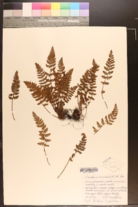 Woodsia ilvensis image