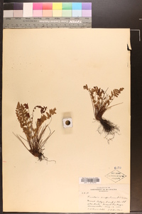 Woodsia scopulina image