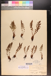 Woodsia x gracilis image