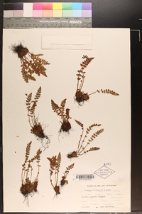 Woodsia ilvensis image