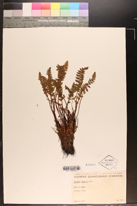 Woodsia ilvensis image