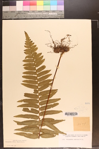 Polypodium dissimile image