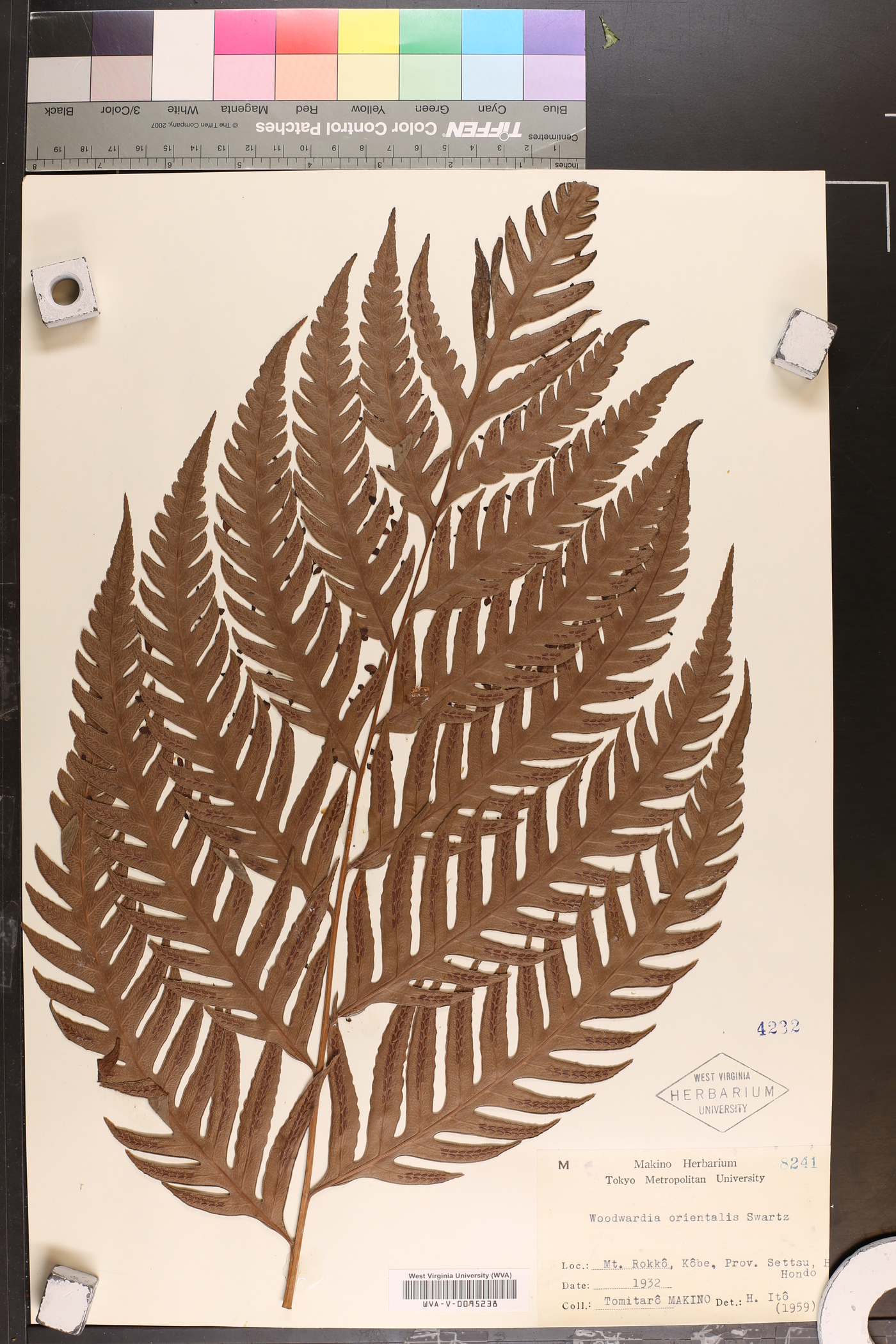 Woodwardia orientalis image