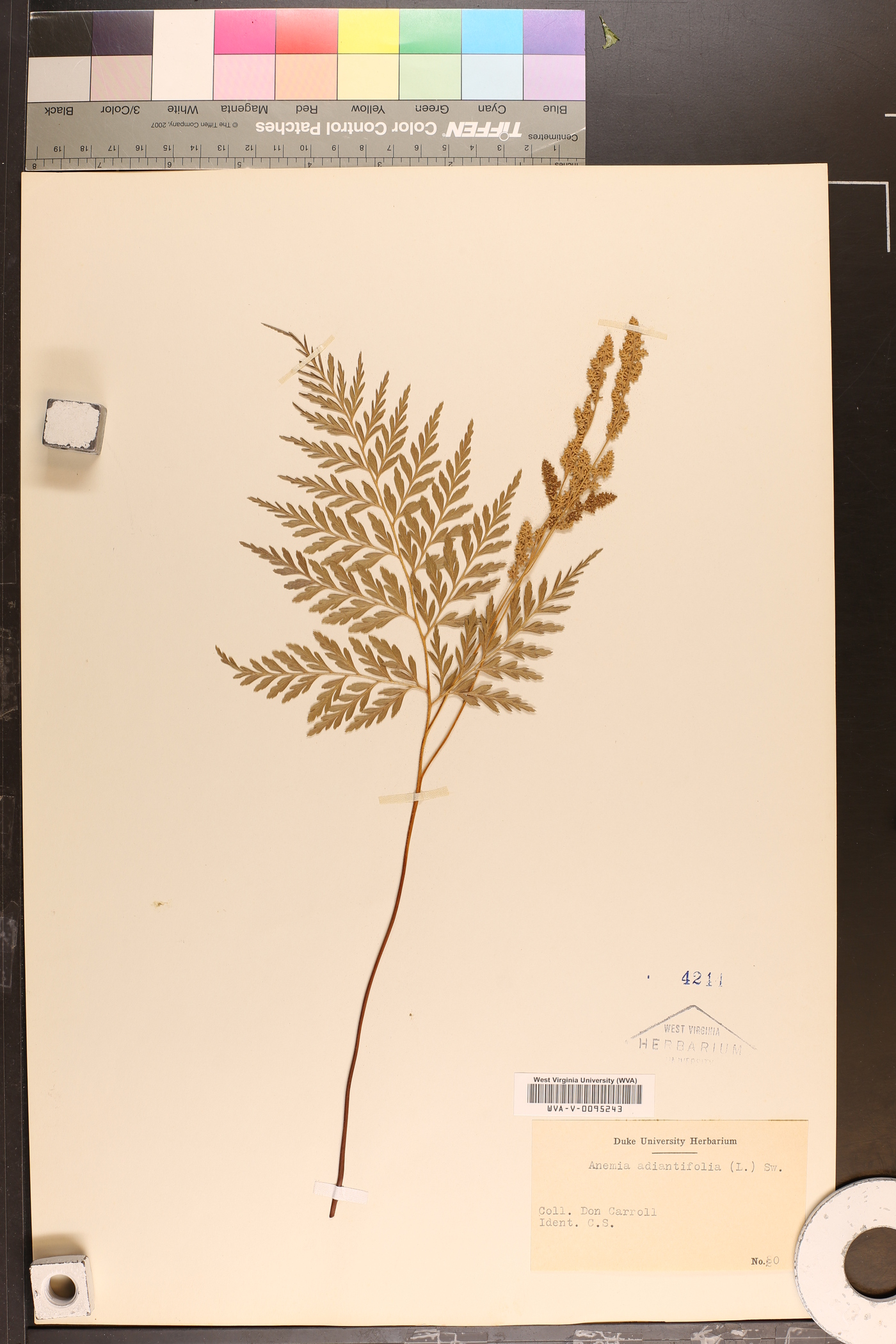 Anemia adiantifolia image