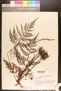 Anemia adiantifolia image