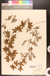 Lygodium palmatum image