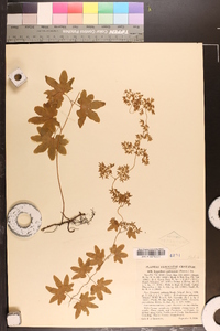 Lygodium palmatum image