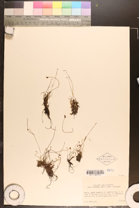 Schizaea pusilla image