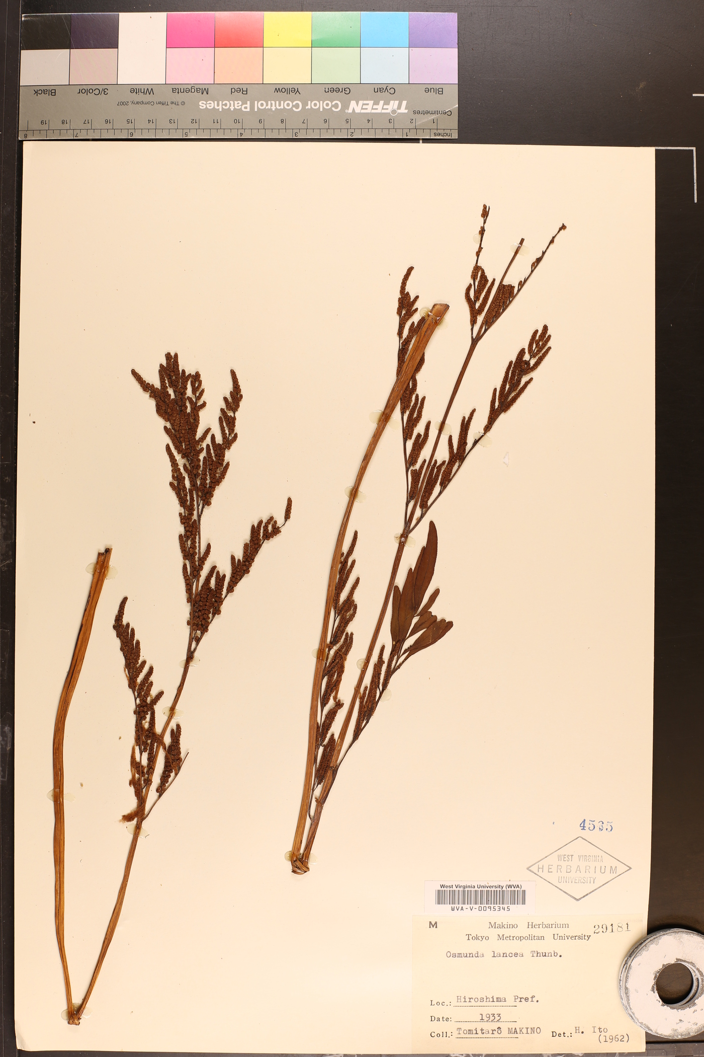 Osmunda lancea image