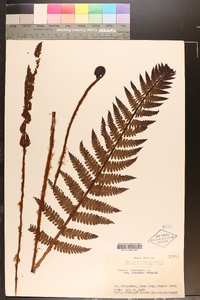Osmundastrum cinnamomeum subsp. asiaticum image