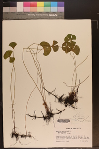 Marsilea macropoda image