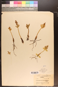 Botrychium lanceolatum image