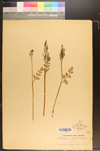 Botrychium matricariifolium image