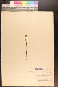 Botrychium matricariifolium image