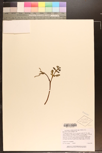 Botrychium matricariifolium image