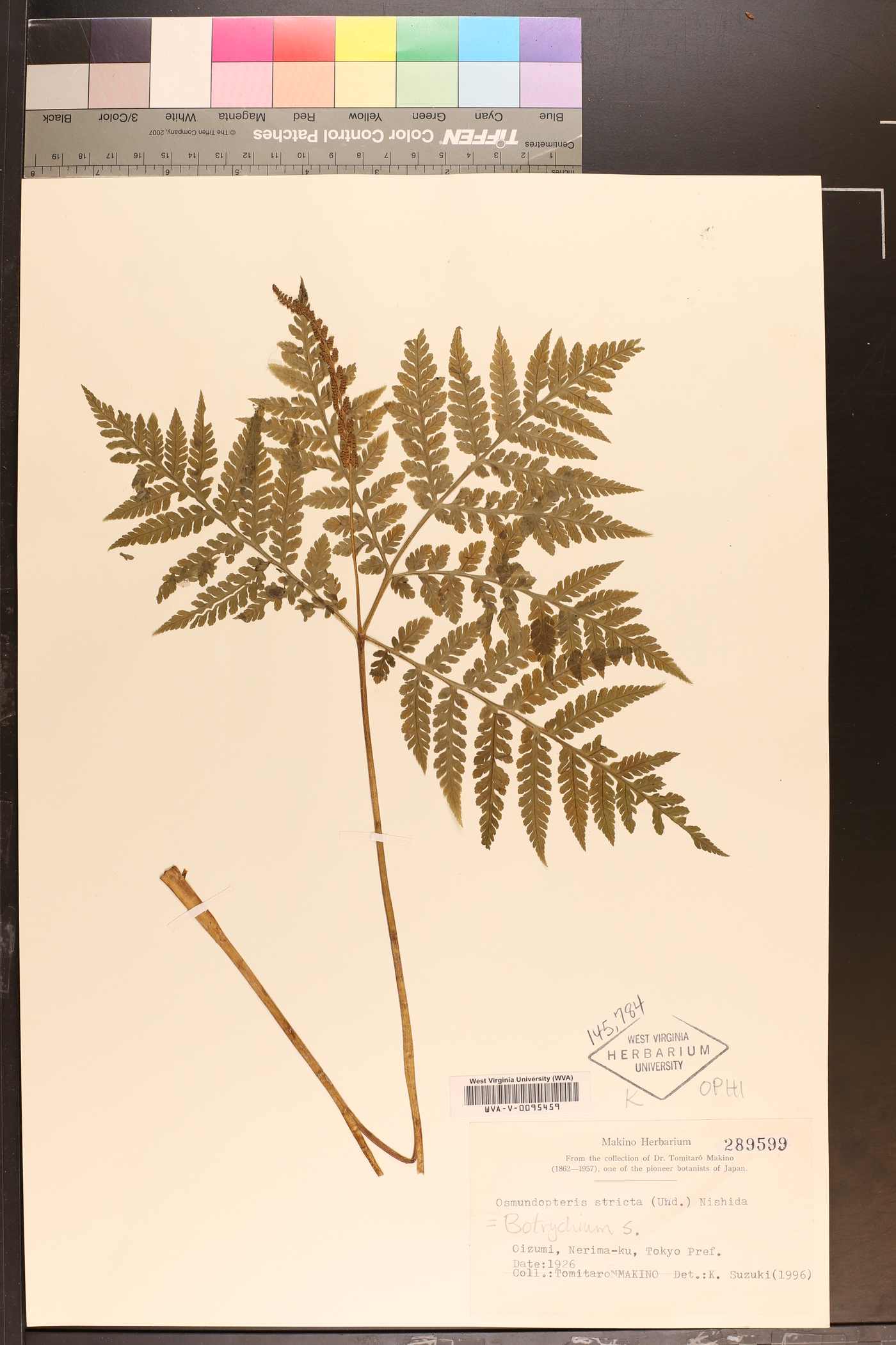 Sahashia stricta image