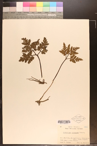 Sceptridium japonicum image