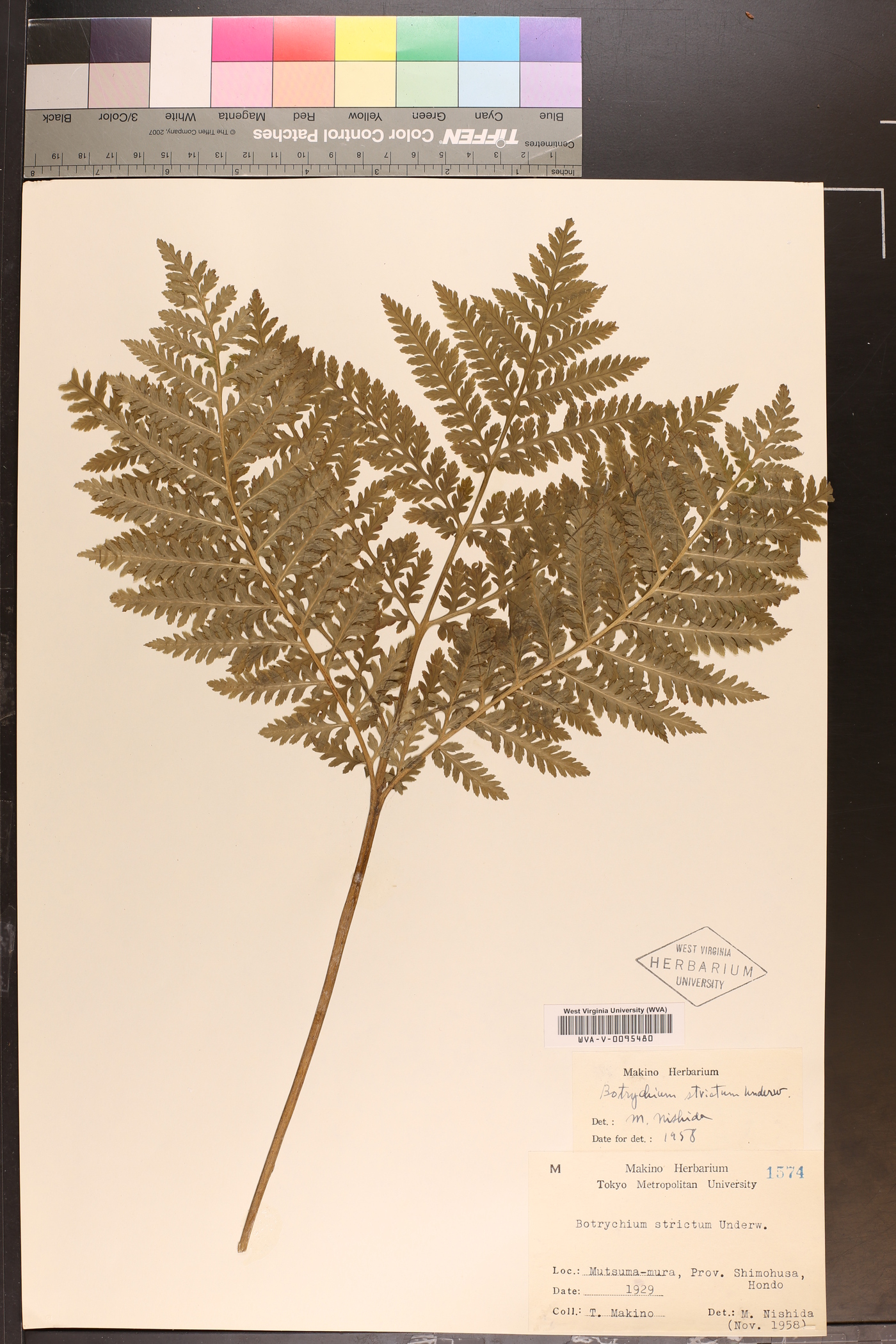 Sahashia stricta image