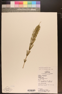 Equisetum pratense image