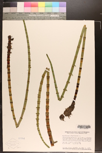 Equisetum fluviatile image