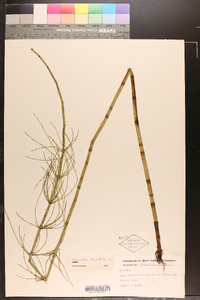 Equisetum fluviatile image