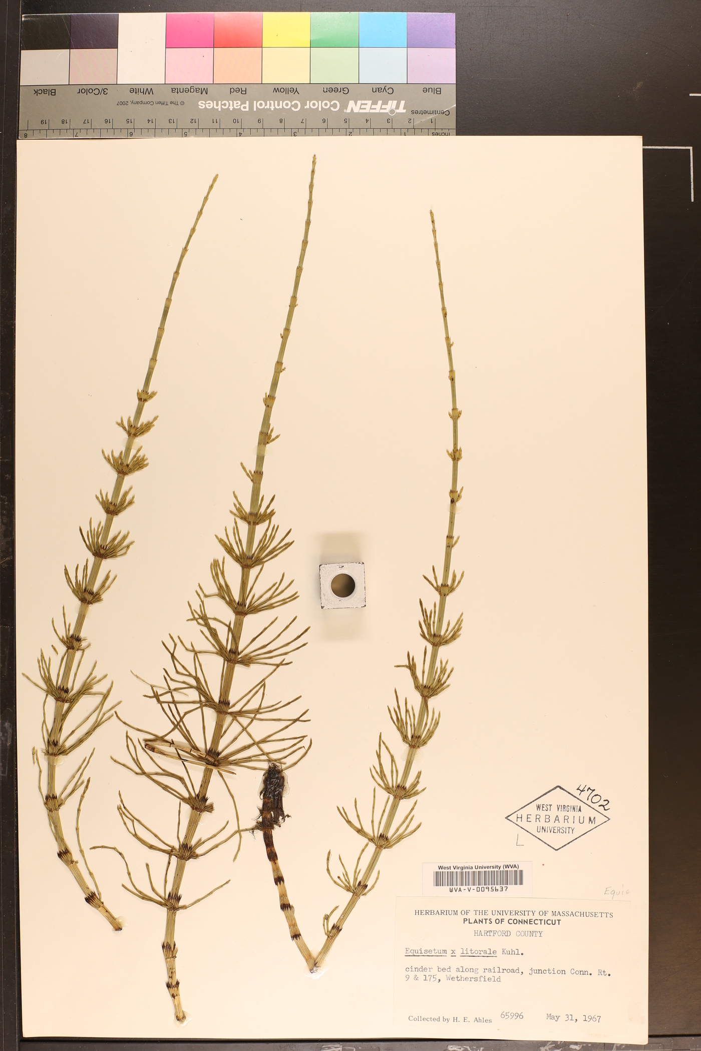 Equisetum × litorale image