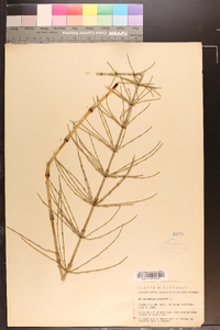 Equisetum palustre image