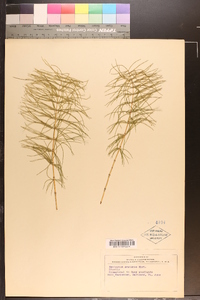 Equisetum pratense image