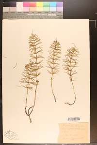 Equisetum pratense image