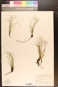 Equisetum scirpoides image