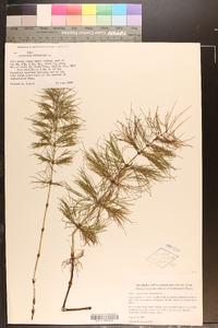 Equisetum sylvaticum image