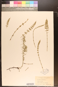 Equisetum sylvaticum image