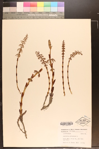 Equisetum sylvaticum image