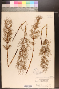 Equisetum sylvaticum var. multiramosum image