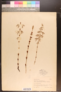 Equisetum sylvaticum var. multiramosum image