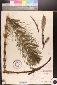 Equisetum telmateia image