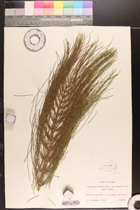 Equisetum telmateia image