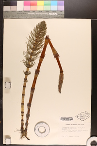 Equisetum telmateia image