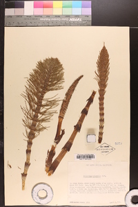 Equisetum telmateia image