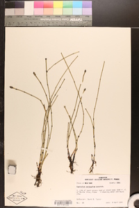 Equisetum variegatum image