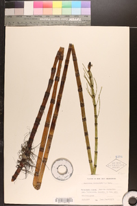 Equisetum fluviatile image