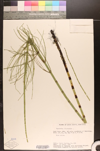 Equisetum fluviatile image